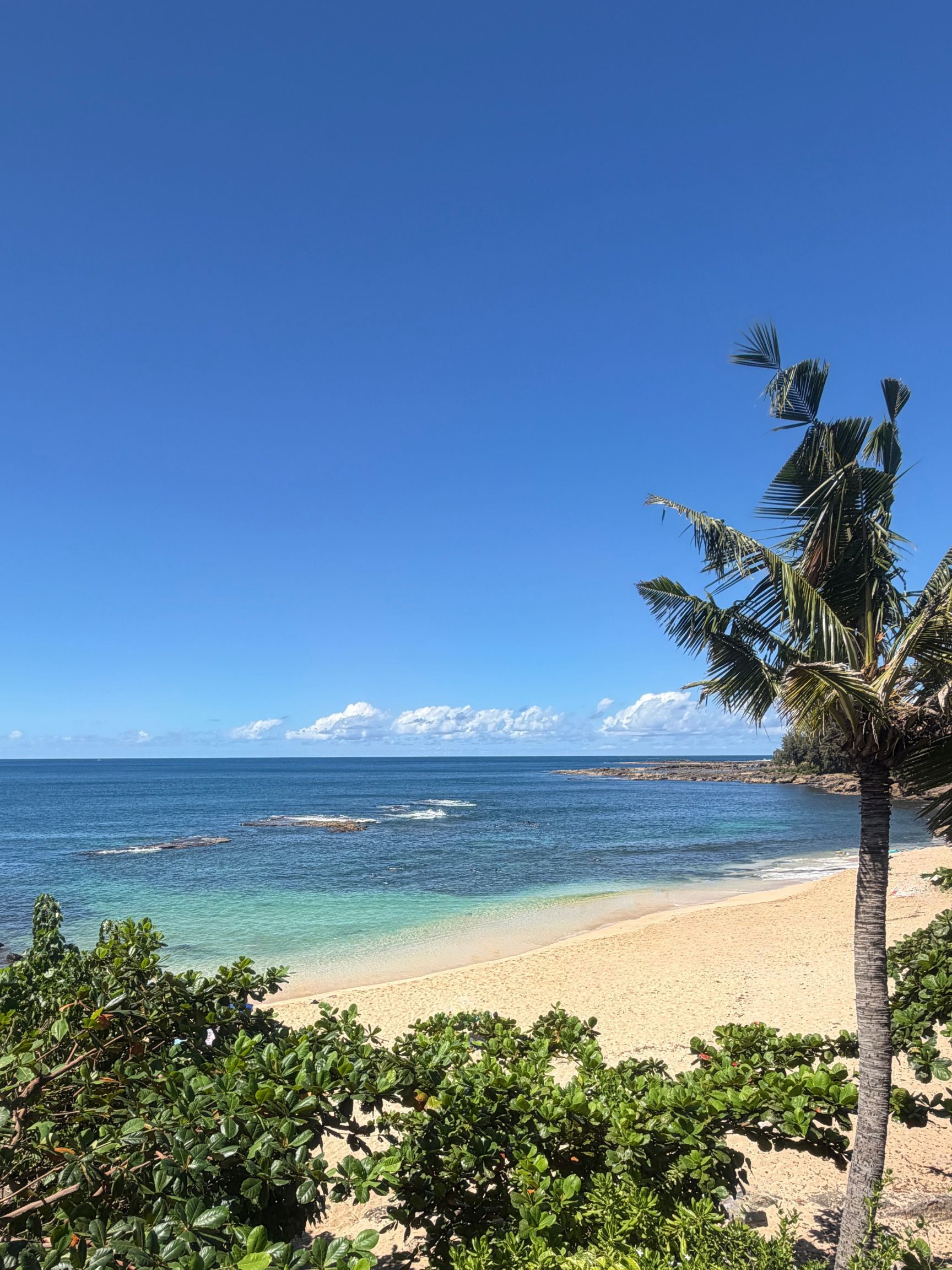 Sunny beach below the house with a palm tree